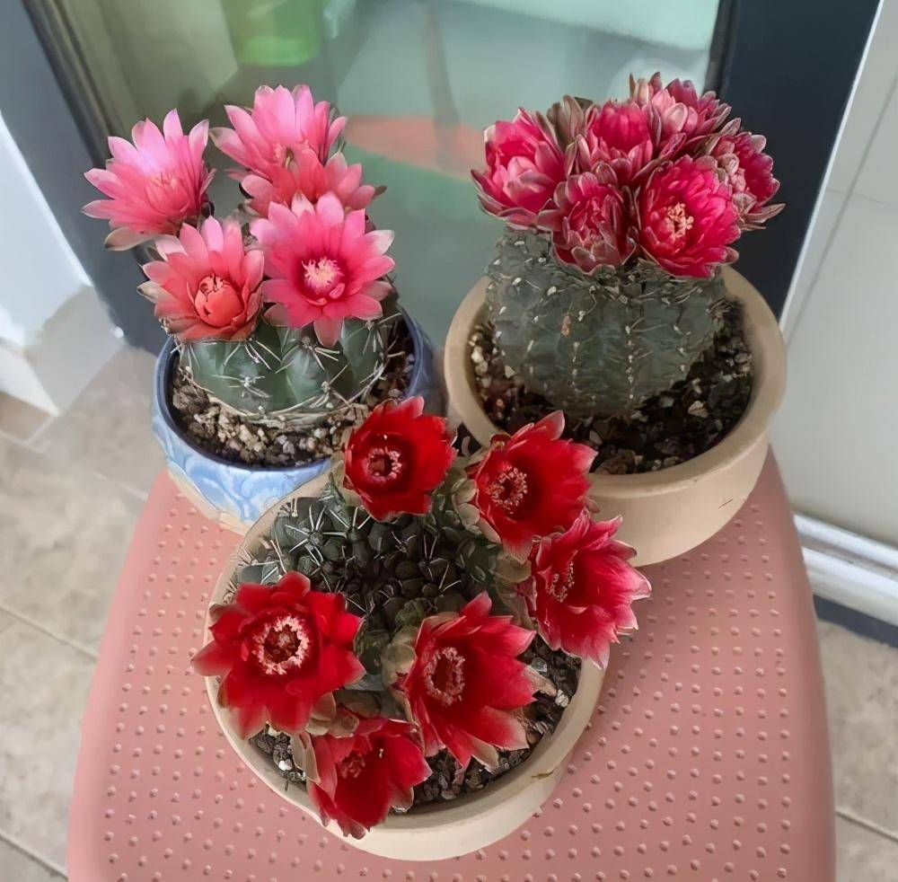 养好绯花玉,记住3点,能开好几茬,色彩鲜艳球体更胖_开花_时候_仙人球