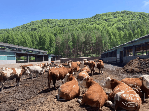 通化县:有点牛牵出全产业链发展新格局