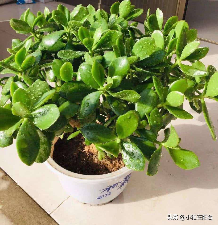 在养护这些盆景盆栽的时候,不能一直放在室内养护,到了春秋气温光照