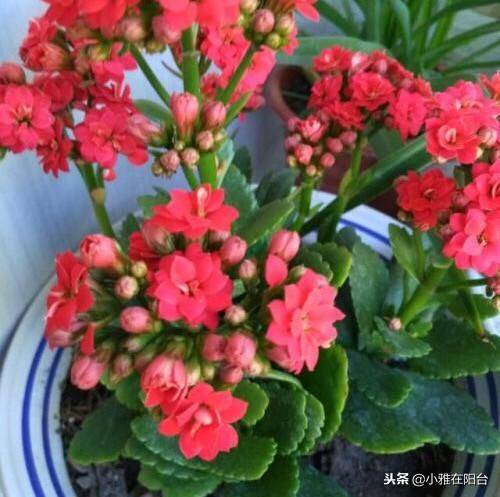 平时及时摘心打顶,及时施肥,浇灌肥水,它就会开花特别多,花苞非常的多