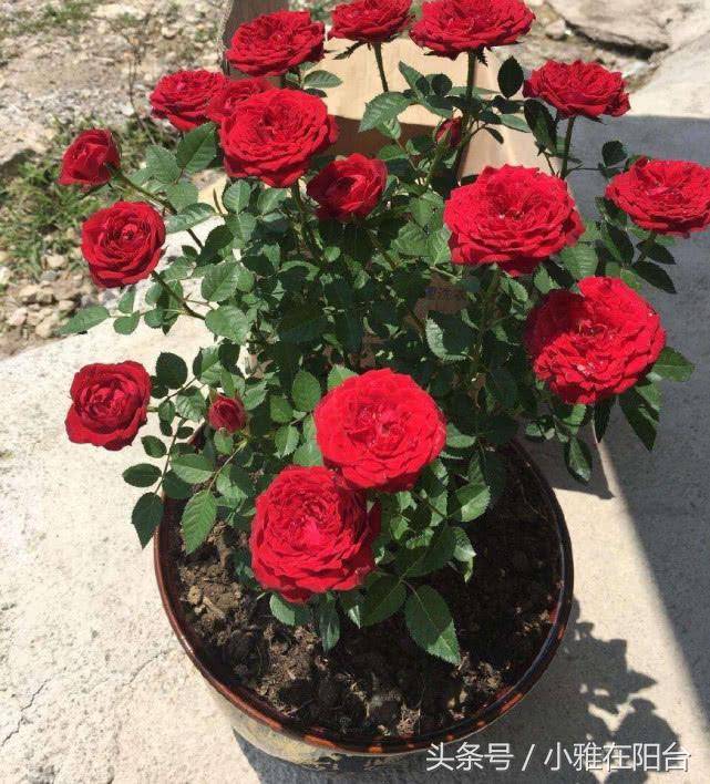 这6种漂亮花儿,遇土即活,一年四季常开花,花朵多,轻松养爆盆