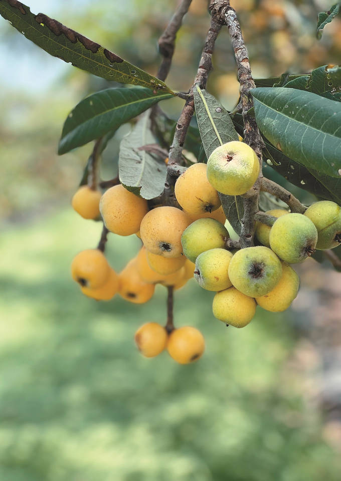 省枇杷种质资源圃几代专家精心培育"初夏第一果"——江苏枇杷何以"