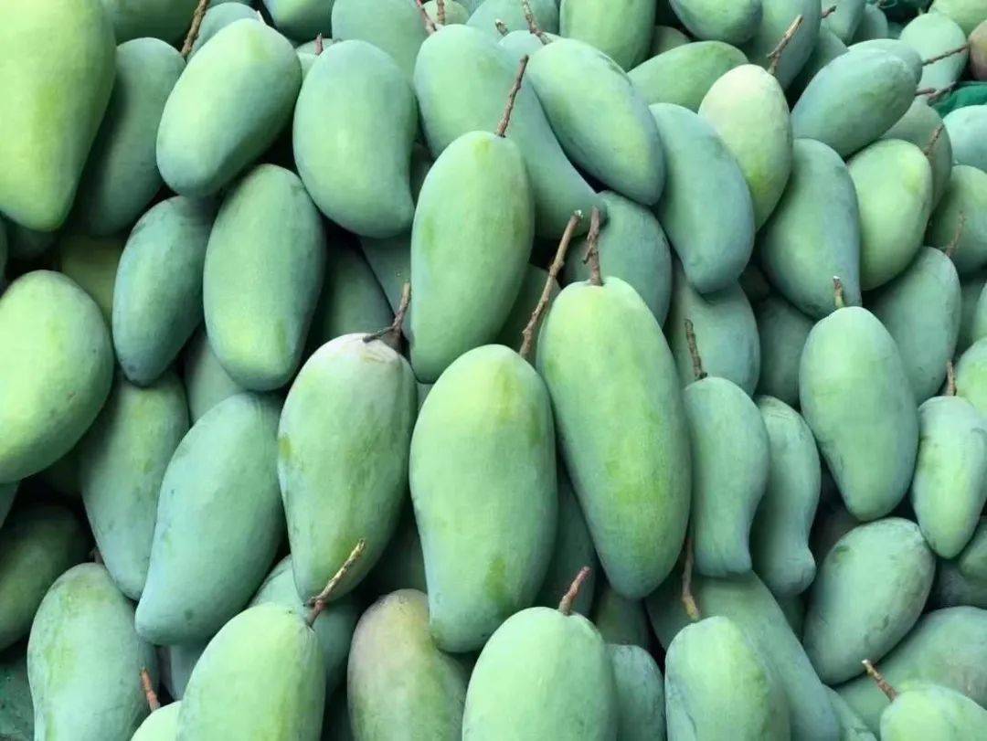 今晚7点半,攀枝花芒果将登上央视!