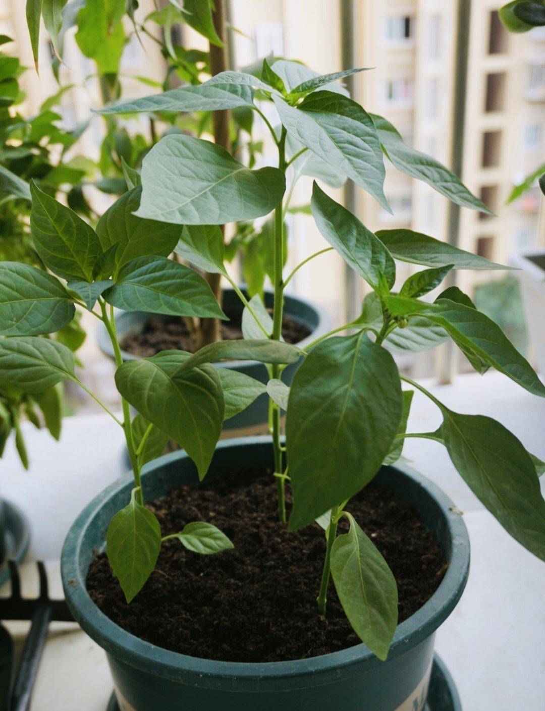 阳台种辣椒,这4点做好,收成不错,辣椒个头大数量多,满枝都是_盆栽