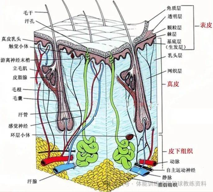 人体皮肤纵切片图解图片