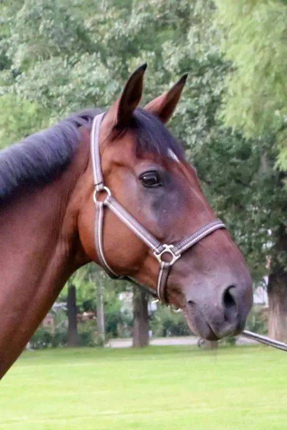 马匹生日会 | 马儿社团春季最后一波招新开始啦!