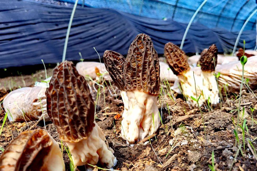 一名擦边90后的"蘑菇梦"