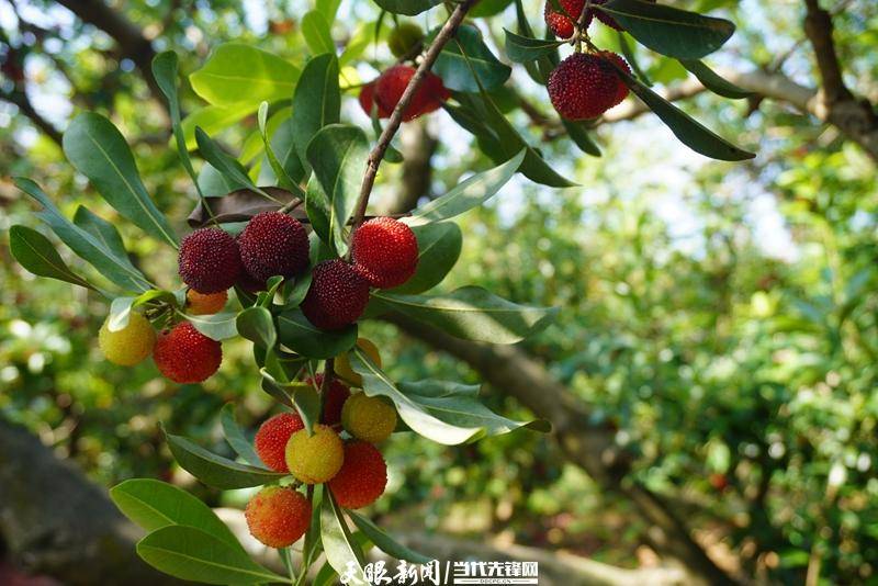 摘下甜蜜 收获"梅"好——罗甸县边阳镇杨梅产业观察