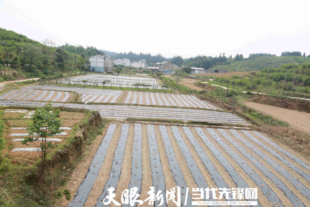 【高质量发展调研行】锦屏县龙池村:做优精品水果产业促农增收