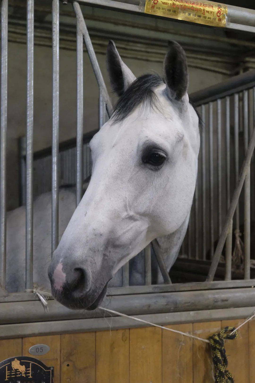 马匹生日会 | 马儿社团春季最后一波招新开始啦!