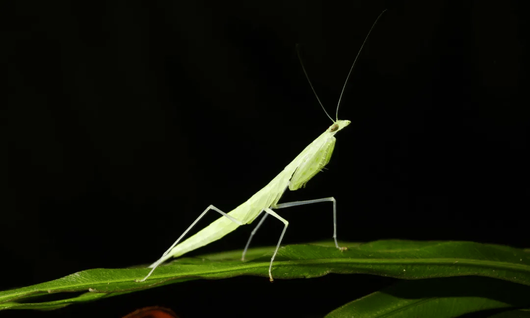 6-10日南昆山自然学校|广东生物多样性调研儿童营五