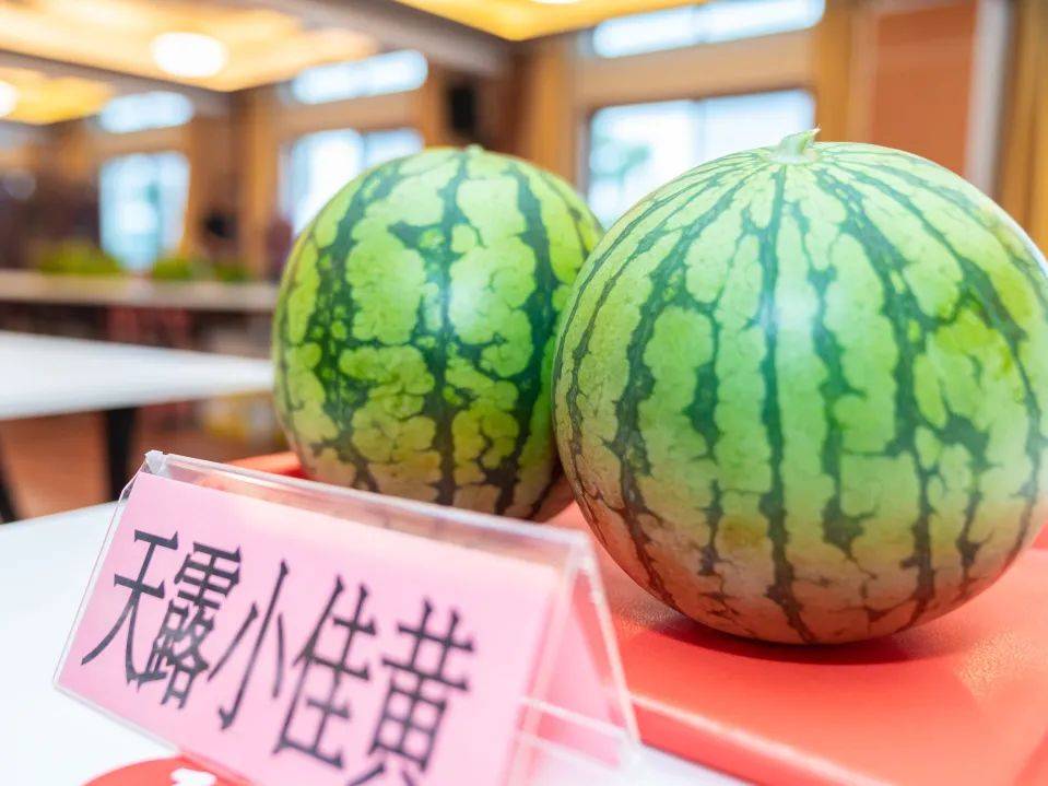 【仓·讯】夏日之"甜","瓜"香新仓再获大奖_新仓镇_西瓜_平湖
