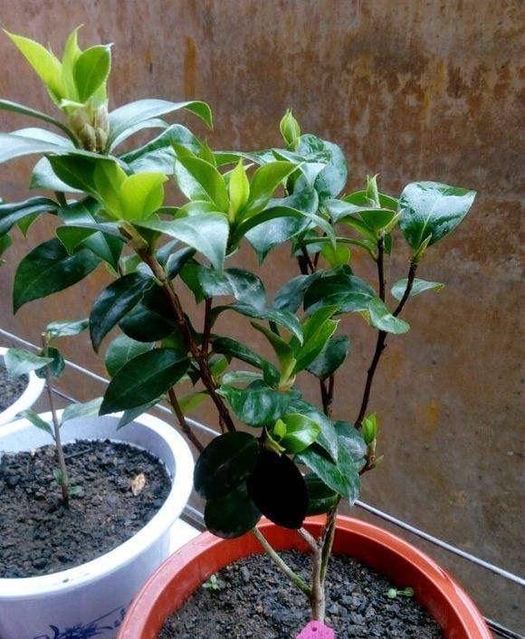 4月茶花开完花,有"1件事"必须做,枝叶特别旺,来年开花更多_修剪_时候