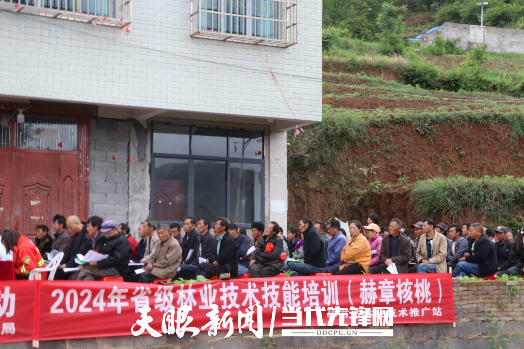 毕节市举行2024年核桃大树更新复壮技术推广示范项目暨现场病虫害防治