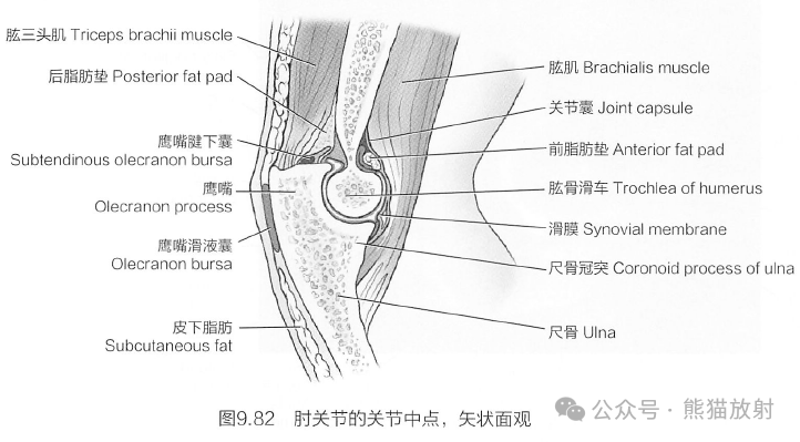 肘关节侧位解剖图图片