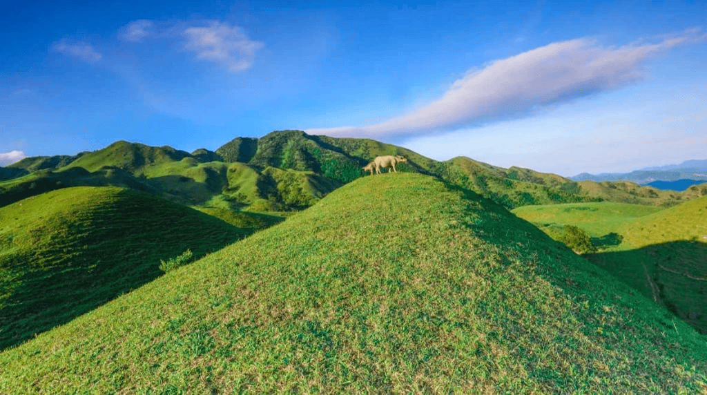 (阳春鸡笼顶)同样是大街,阳春有一条会长芒果的"芒果街".
