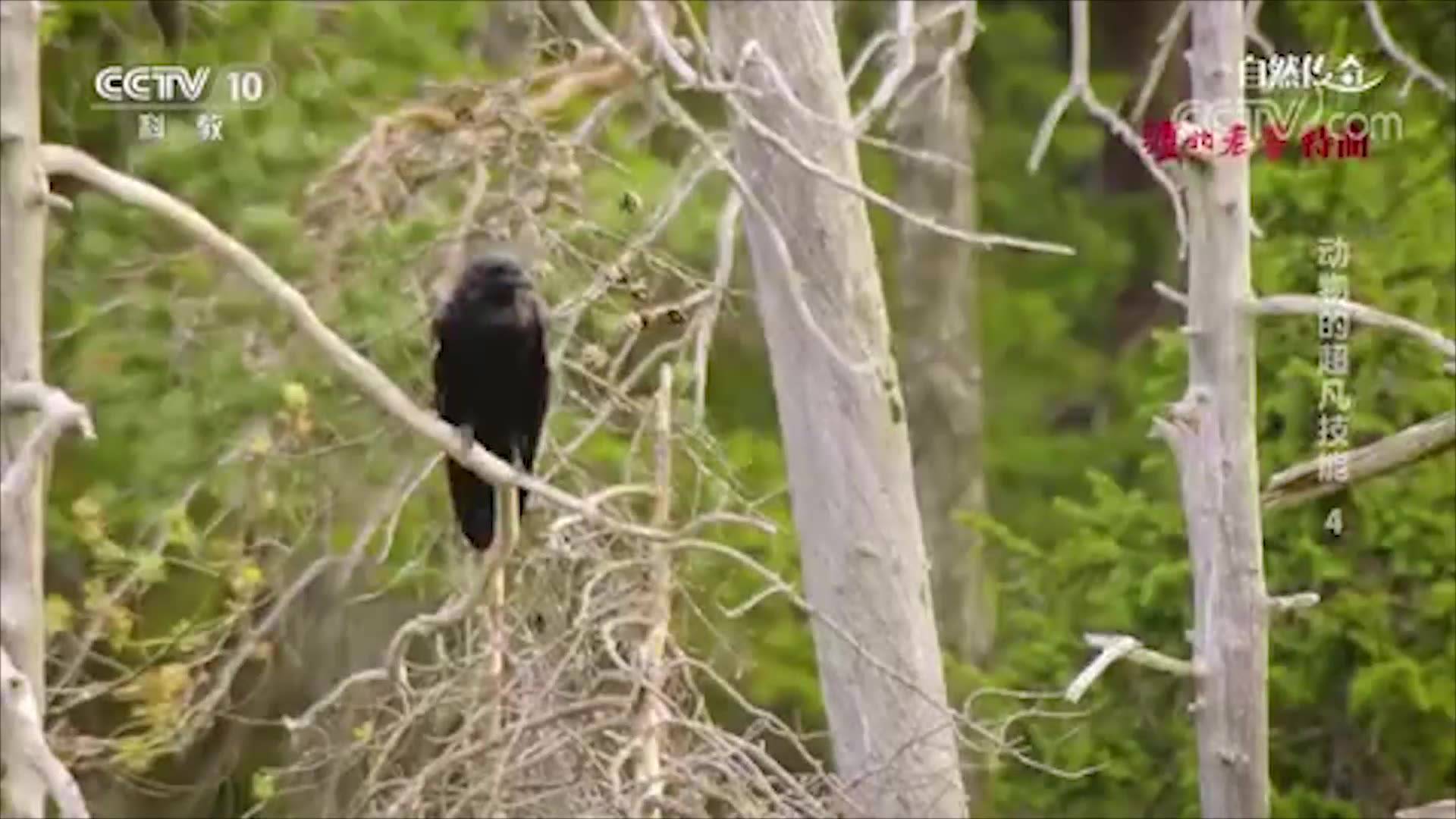 年幼乌鸦没能遵守族群规矩,想先行啃食动物尸体,结果被长辈教训