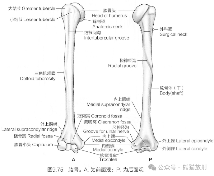 p 奈特解剖