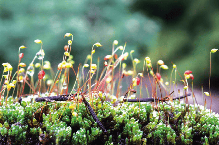 对小的赞美_苔藓_默尔_生活会