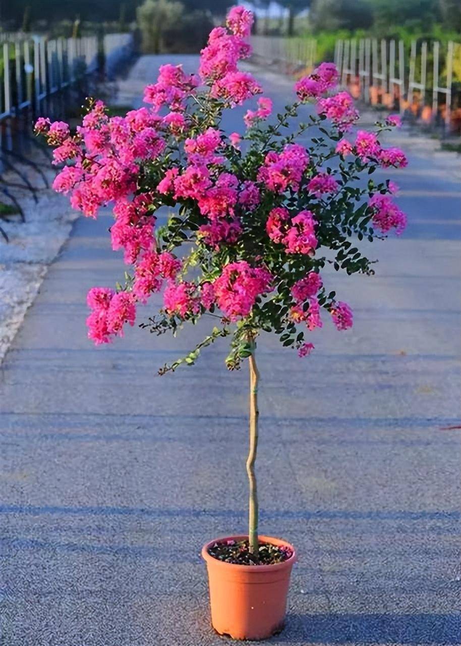 盆栽的话,可以选择小一点的苗,地栽可以选择一米高的树形.