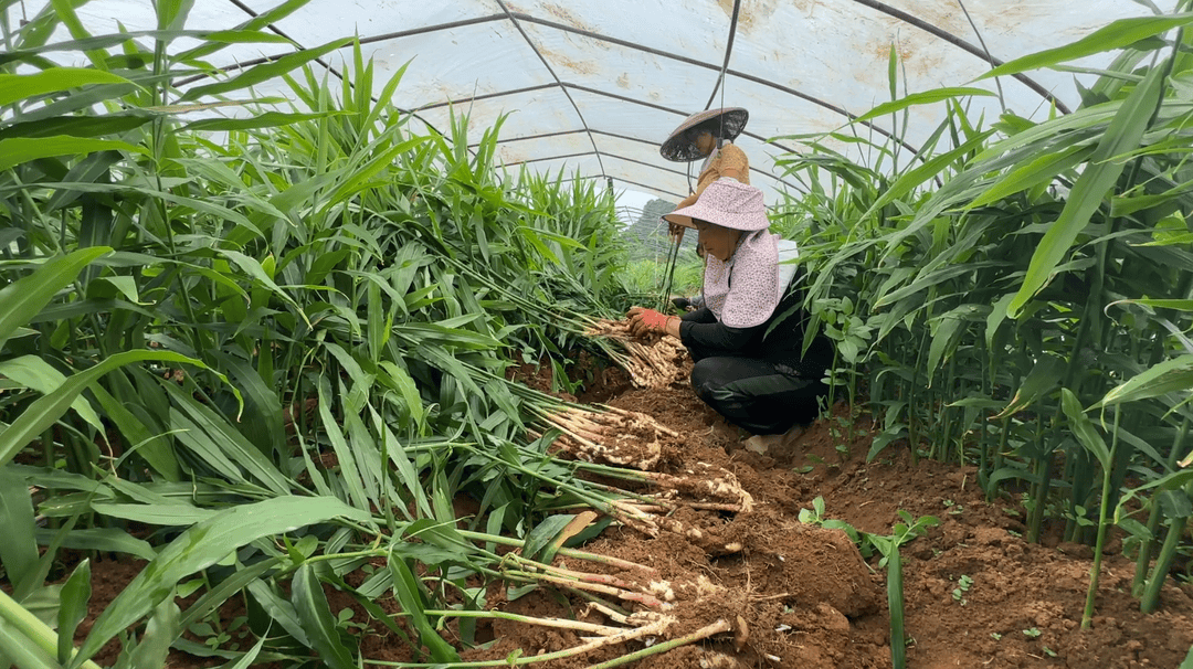 江永万亩香姜抢鲜上市 口感清脆受青睐_江永县_加文_种植户