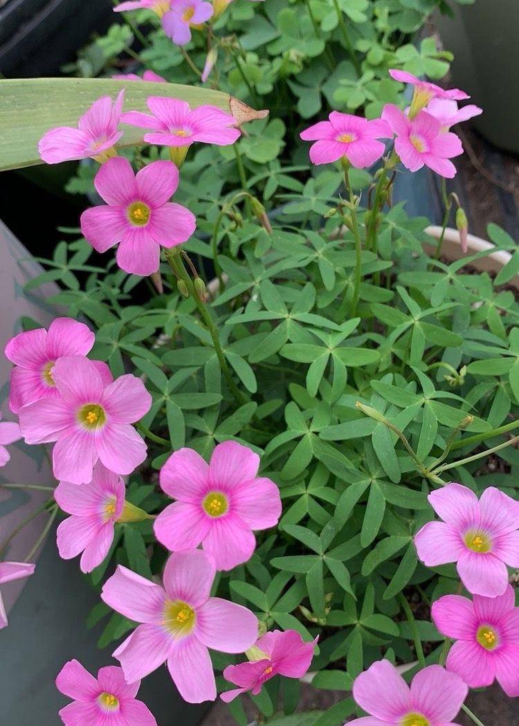 户型小阳台小就养这"4种花",精致漂亮花很多,非常容易打理