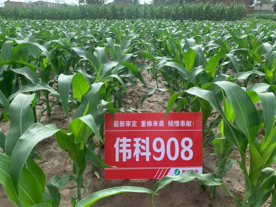 种业商务网"抖快看"全程发力"伟科908","东单1971"玉米大单品流量增长