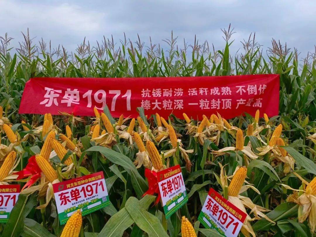 科泰58玉米品种简介图片