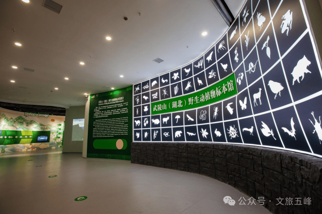 它的古老故事每一次的相遇武陵山(湖北)动植物标本馆楚香体验馆陈许腱