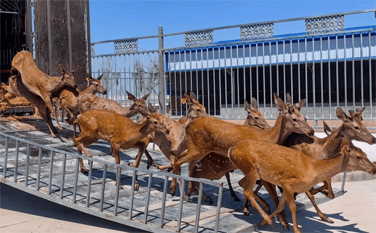 乡村振兴"新"面貌丨特色养殖拓宽致富路新"鹿"径_梅花鹿_发展_驯养