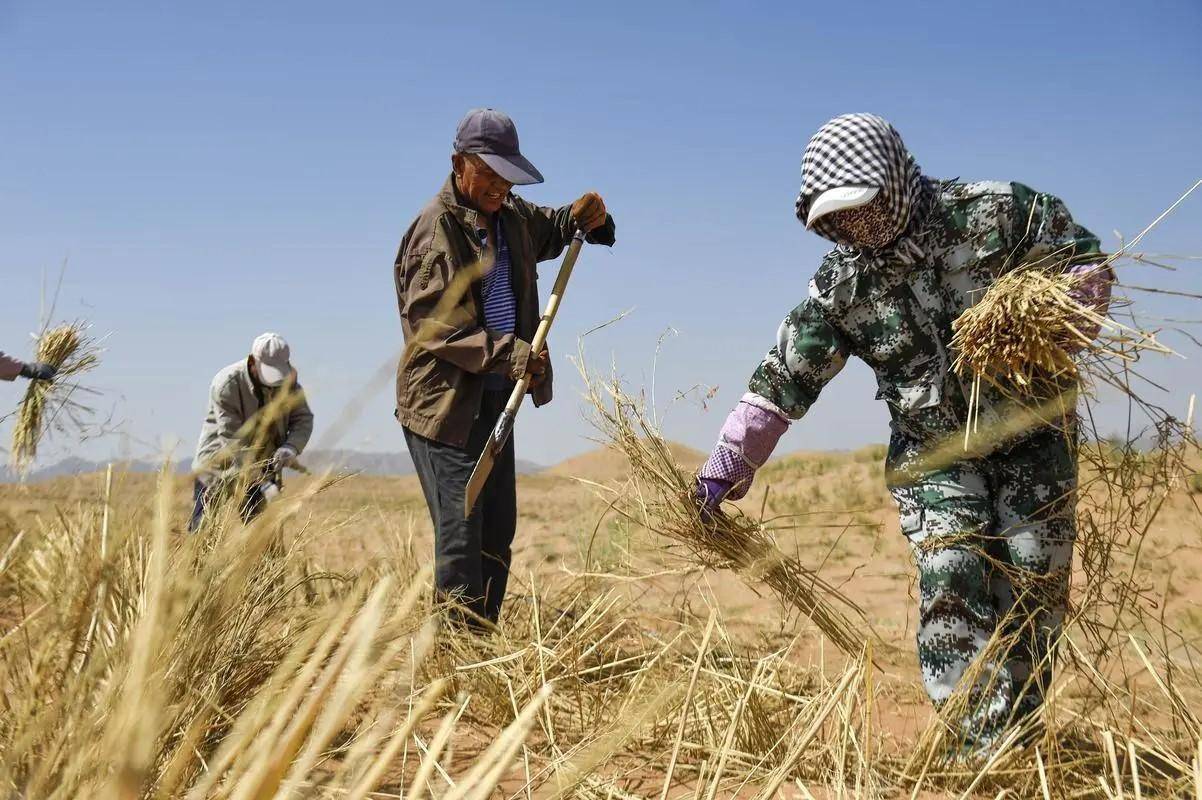 中国发明"吞沙巨兽",一天能"吞"噬40亩沙漠?已在甘肃使用