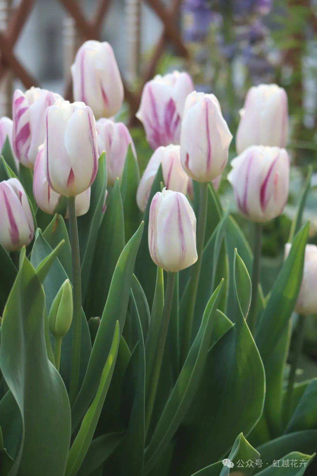 近50个春日郁金香品种图鉴,每一棵都美!翻!天!