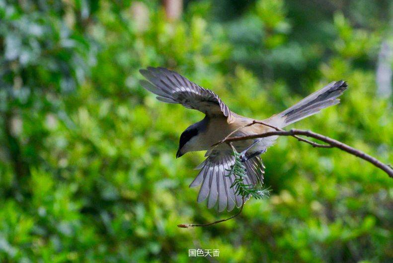 伯劳鸟是一种食肉的小型雀鸟,又名:百罗鸟,伯劳头,生性凶猛,是重要的