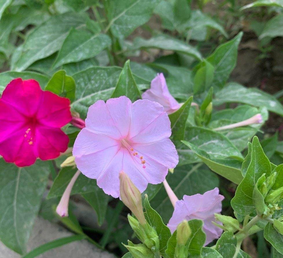 3种"名字老土"的花,耐热耐晒好养花量大,也是很美的