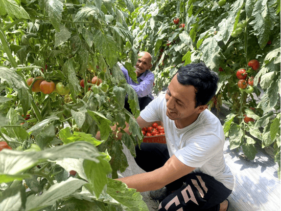 英吉沙县城关乡:西红柿迎丰收 群众增收乐开怀