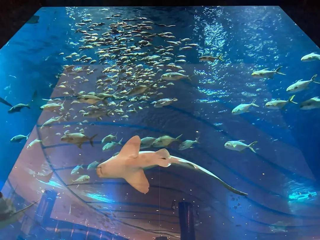 转发此文至朋友圈>湘潭万达广场【深海水母馆 爬行动物馆】6月8日隆重