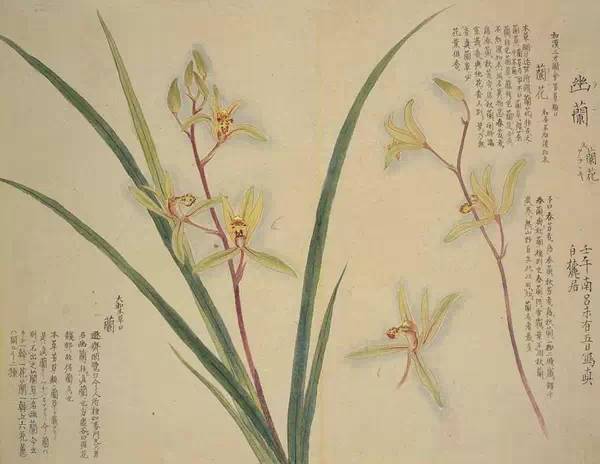 工笔花卉植物图谱,太实用了_国画_合作_教程