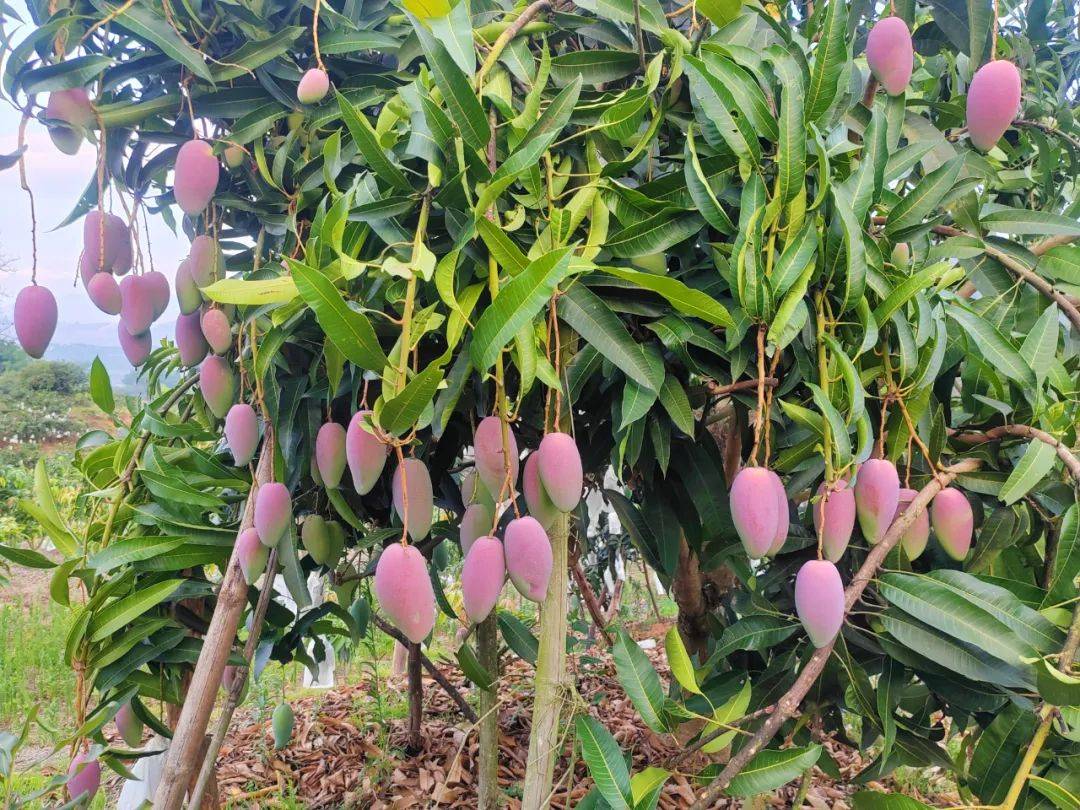 永德县采收倒计时 准备"芒"起来