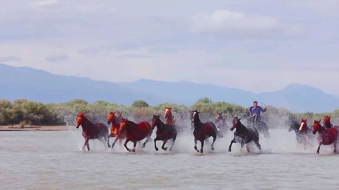 "天马浴河"表演现场,随着牧马人一声吆喝,马群瞬间跃入河流,奔腾而起