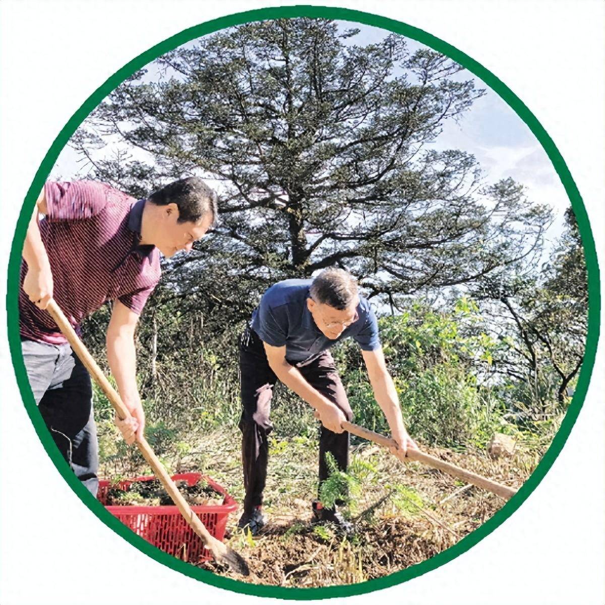 广西最大最老资源冷杉古树首次实现子代种苗野外回归