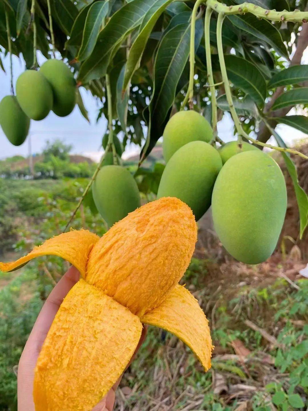 永德县采收倒计时 准备"芒"起来