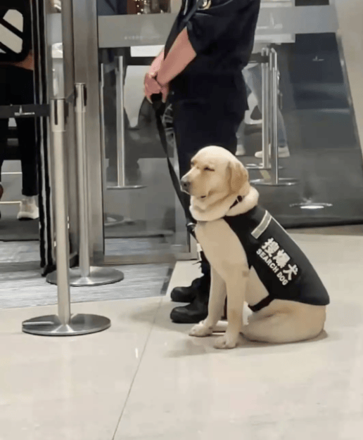 拉布拉多警犬用途图片