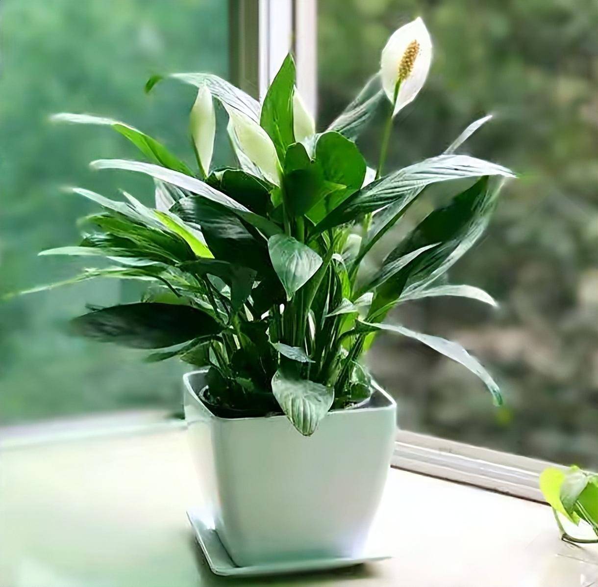 5种漂亮小盆栽,没阳光也能长,叶绿花美很好养,带来清新空气