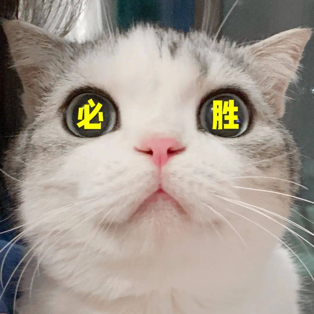 泡芙猫表情包 高考加油高分喷雾biubiu