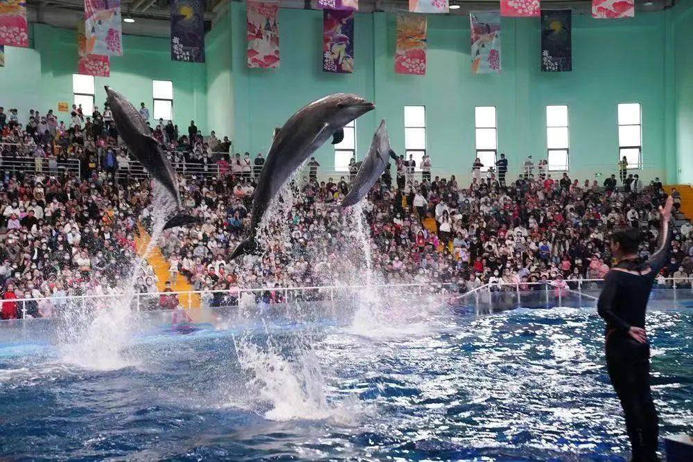 端午节的海洋馆里飘着一缕粽香快来看看是什么活动吧~在海洋馆里考验