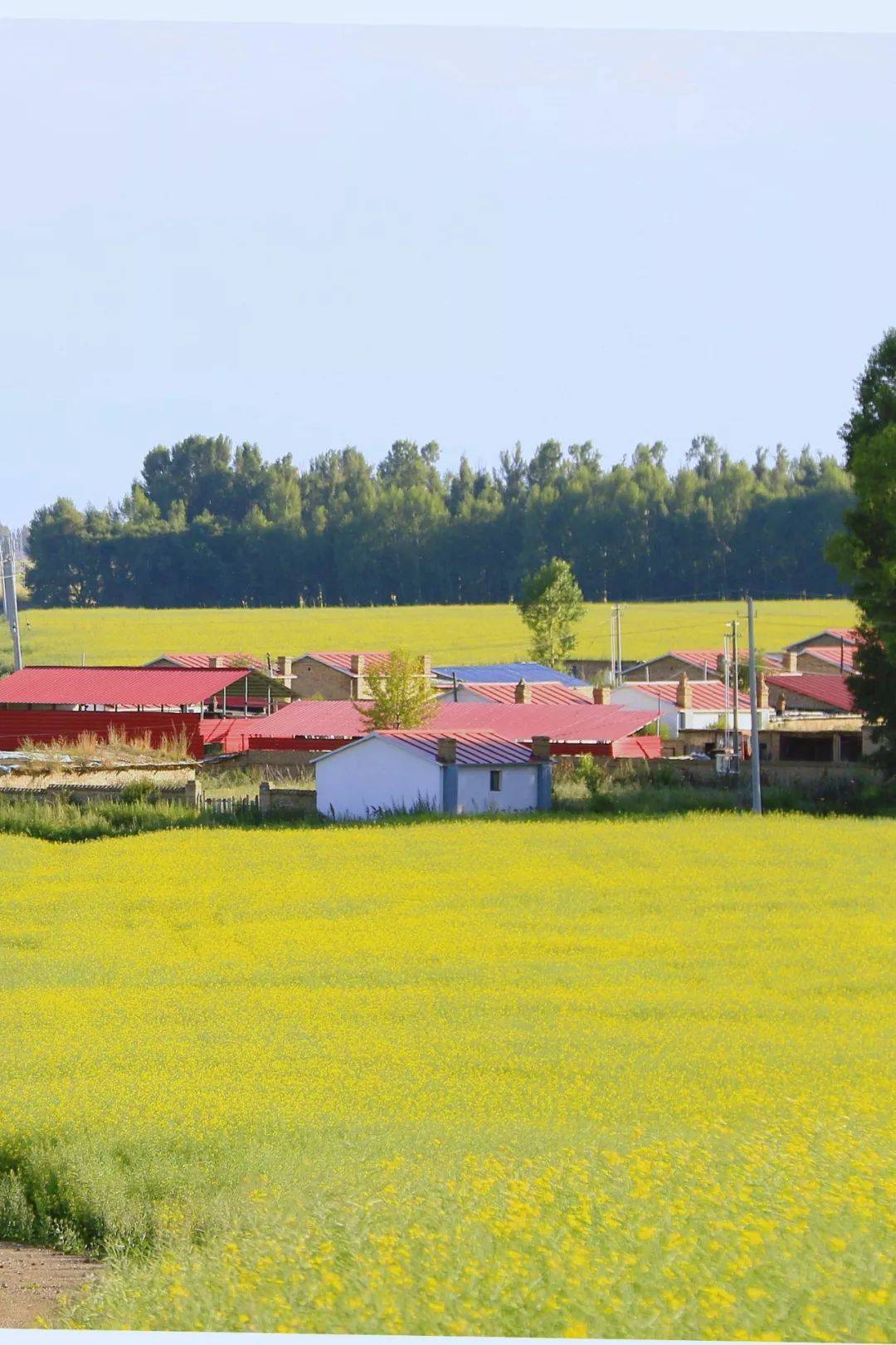 它是新疆境内唯一没有荒漠的县,被称为中国天马之乡!