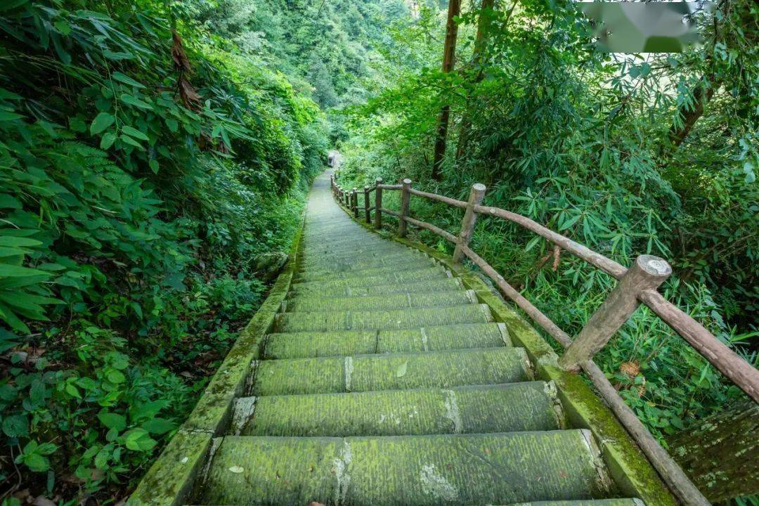 峨眉山交出了满分答卷!