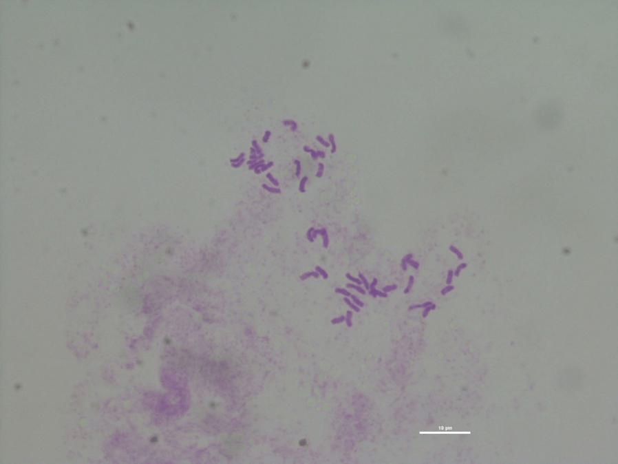 【发现】浙江再次发现新"韭菜"!依然不能炒鸡蛋