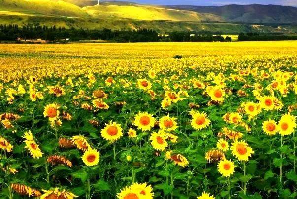 向日葵花海除了油菜花,昭苏还可以看到这些花花03每年三四月份的时候