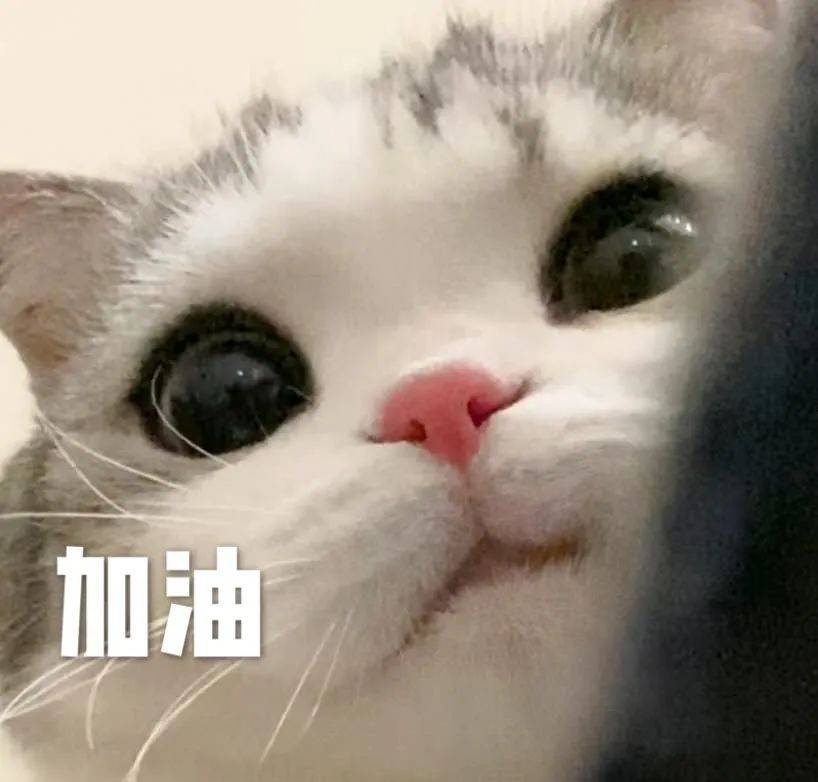 泡芙猫表情包 高考加油高分喷雾biubiu